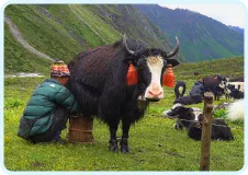 Yak Image