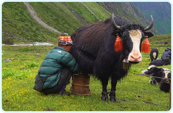 Yak Image